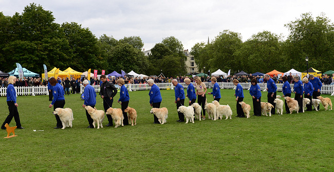 hearingdogs